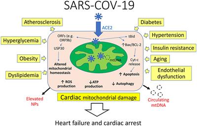 Mitochondria, a Missing Link in COVID-19 Heart Failure and Arrest?